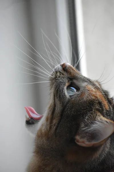 Närbild Grå Katt Med Röda Ögon Tittar Bort — Stockfoto