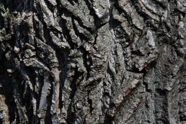 Eski bir malikanede aslan heykeli