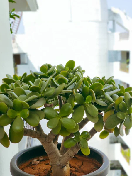 A portrait of a jade plant in a pot