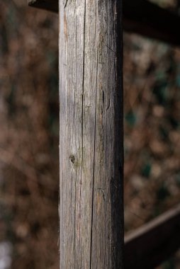 Büyük bir ağacı olan eski ahşap çit.