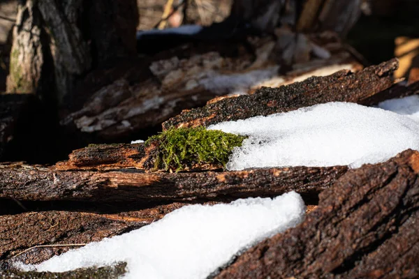 Tiro Close Uma Bela Floresta Coberta Neve — Fotografia de Stock