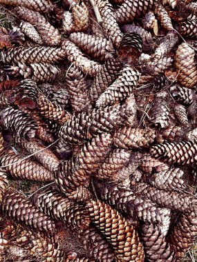 Ormanda bir sürü çam kozalağı birikmiş.