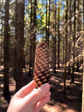 Hand holding pine cone in Forest during sunny day. nature lovers and botanical. Blur nature background. clipart