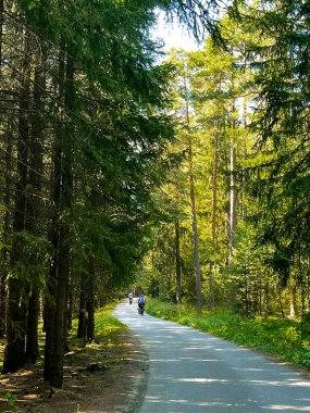 Güzel ağaç çizgili yol. Güzel yeşil bir yaz ormanında asfalt yol