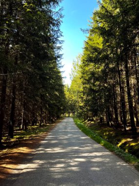 Güzel ağaç çizgili yol. Güzel yeşil bir yaz ormanında asfalt yol