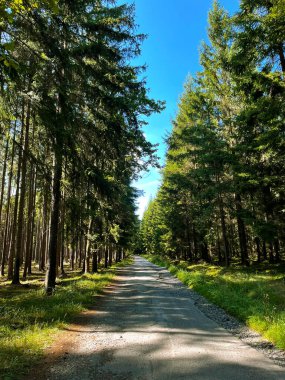 Güzel ağaç çizgili yol. Güzel yeşil bir yaz ormanında asfalt yol