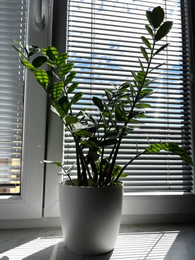 Zamioculcas also called Zanzibar gem, ZZ plant, Zuzu plant, aroid palm, eternity plant and emerald palm. Zamioculcas flower pot on the window with natural sunlight clipart