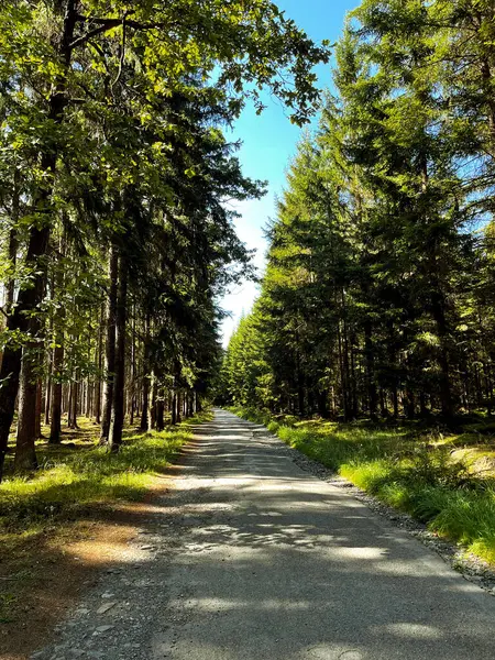 stock image Beautiful tree lined road. Asphalt path through a beautiful summer green forest