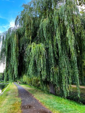 Bir şehir parkında, bir sürü ağacı olan bir yol kıvrımlı..