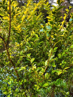 Odaklanan küçük yapraklar