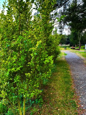 Bir şehir parkında, bir sürü ağacı olan bir yol kıvrımlı..
