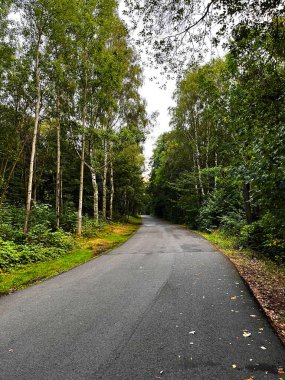 Bir şehir parkında, bir sürü ağacı olan bir yol kıvrımlı..