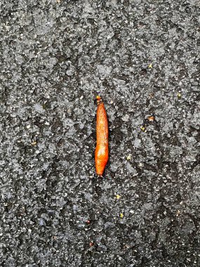 Asfalt yolda sümüklü sümüklü böcek manzarası