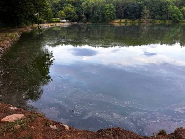 Yazın kirli suyla göl, yazın ağaçlar ve yeşil yapraklı çalılar.