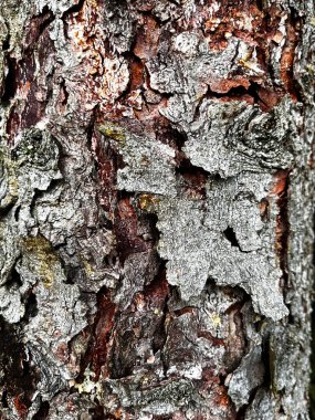 Ağaç kabuğunun güzelliğinin yakın çekimi. Organik Dokular. Tasarım ihtiyaçlarınız için ağaç kabuğunu kapatın