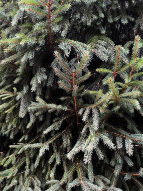 Firavun ağacı brunch 'ı yaklaşıyor. Sığ odaklanma. Yumuşak köknar ağacı brunch 'ı yakın çekim. Noel duvar kağıdı konsepti. Boşluğu kopyala.