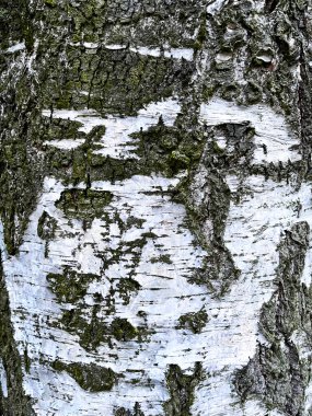 huş ağacı kabuğu doku doğal arka plan kağıt yakın çekim / huş ağacı ahşap doku huş ağacı kabuğu / desen, huş ağacı kabuğu / kabuk closeup huş ağacı / doğal huş ağacı kabuğu arka plan / huş ağacı kabuğu