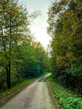 Baharın başında İngiltere 'de huzurlu bir park sahnesi, tomurcuklanan ağaçlar ve yemyeşil çimlerle kaplı dolambaçlı bir yol sergiliyor, sükuneti ve doğal güzelliği somutlaştırıyor..