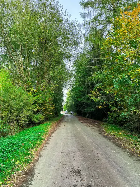 Bereketli yeşil bir ormanda manzaralı toprak bir yol, ağaçlarla kaplı, pitoresk bir patika oluşturuyor.