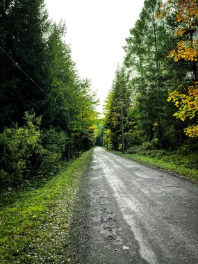 Toprak bir yol ormandan geçiyor. Uzun çam ağaçları yol boyunca uzanır. Orman zemini kuru yapraklar ve dallarla kaplıdır. Yol kütük kesmek için kullanılan bir yol gibi görünüyor. Gökyüzü bulutlu ve gri.