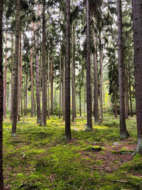 Yeşil ormanda güzel güneş ışığı. Huzurlu orman yürüyüş yolunda görkemli sabah ışınları. Yeşil doğa yaz sıcağını sakinleştiriyor. Taze yeşil yaprak döken ağaçlardan oluşan manzara ormanı, eğlence alanı.
