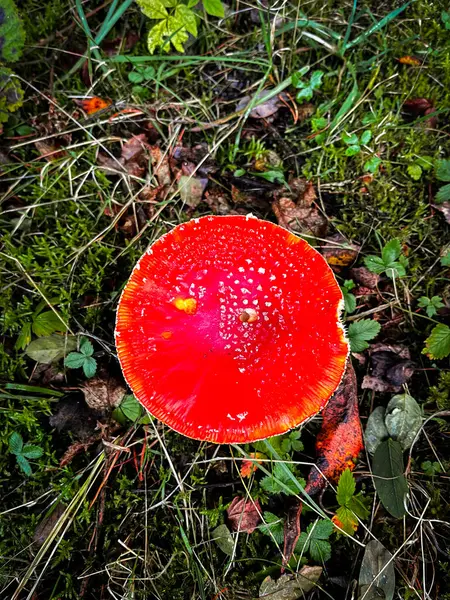 Beyaz benekli parlak kırmızı mantar, sonbahar mevsiminde ormanlık alanda kahverengi yapraklar ve yeşil otların arasında duruyor.