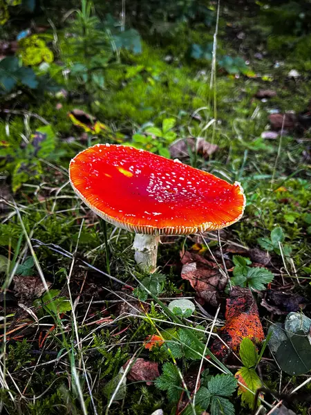 Amanita (Amanita muscaria), kırmızı başlıklı bir mantar, beyaz noktalı, beyaz saplı ve kapağın kenarına odaklı beyaz bir duvak.
