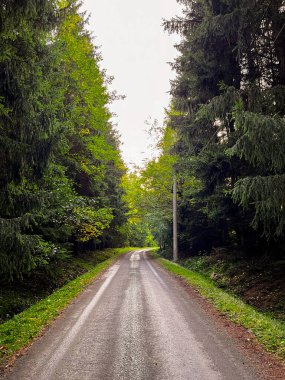 Çam ormanındaki bir turist yolunun manzarası. Seyahatler için hoş bir rahatlama, İskandinav yürüyüşü, temiz havada yürümek, şehrin gürültüsünden uzak, sessizlik ve sükunet içinde. 16: 9 görüntü..