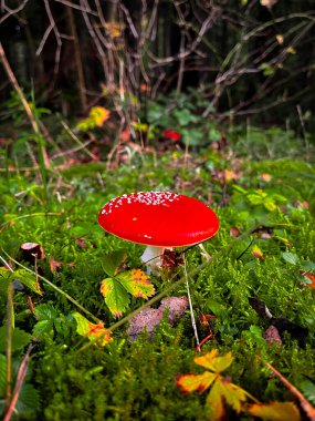 Doğada zehirli bir mantarın yakın plan fotoğrafı.