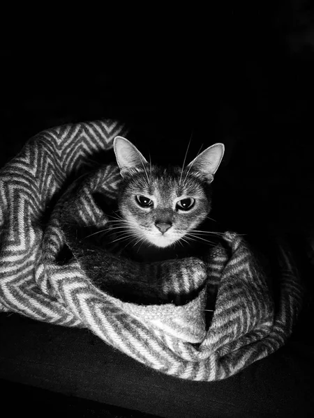 Gato Preto Branco Fundo Escuro — Fotografia de Stock