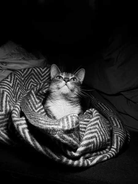 Черно Белая Кошка Лежащая Диване — стоковое фото