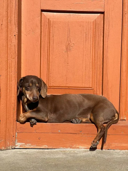 a dachshund dog sits on a wooden door. orange wooden door. antique wooden door. dog on the porch.