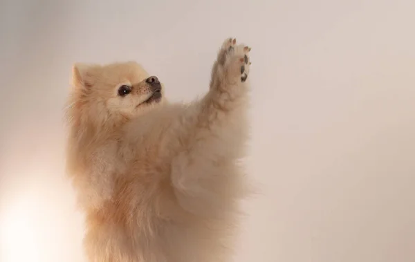 portrait of cute fluffy dog on a light background