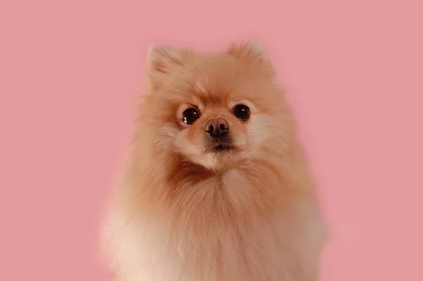 Söt Liten Hund Rosa Bakgrund — Stockfoto