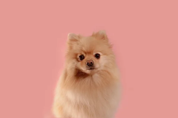 Поморская Собака Шпиц Розовом Фоне — стоковое фото