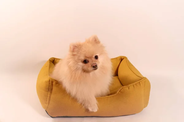 Portré Egy Aranyos Pomerániai Spitz Dog Elszigetelt Háttér — Stock Fotó