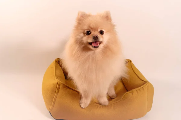 Portré Egy Aranyos Pomerániai Spitz Dog Elszigetelt Háttér — Stock Fotó