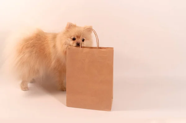 Милая Собака Подарочной Коробкой Белом Фоне — стоковое фото