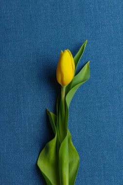 mavi zemin üzerine Sarı Lale