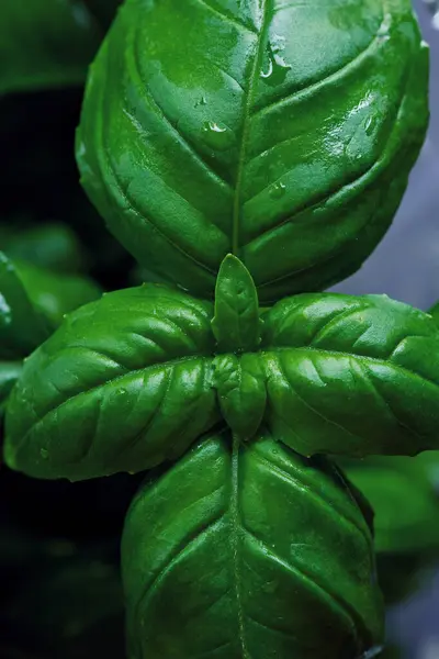 Fesleğen yaprakları zıt yeşil makro