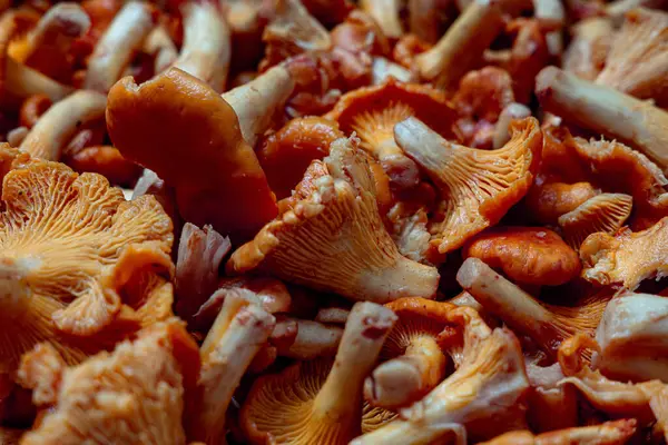Çiğ chanterelle mantarları yakın çekim makrosu.