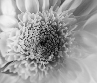 Çiçek yaprakları papatya, şakayık, kasımpatı yakın plan siyah beyaz makro.