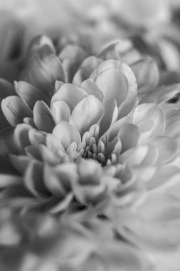 Çiçek yaprakları papatya, şakayık, kasımpatı yakın plan siyah beyaz makro.