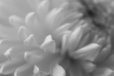 Çiçek yaprakları papatya, şakayık, kasımpatı yakın plan siyah beyaz makro.