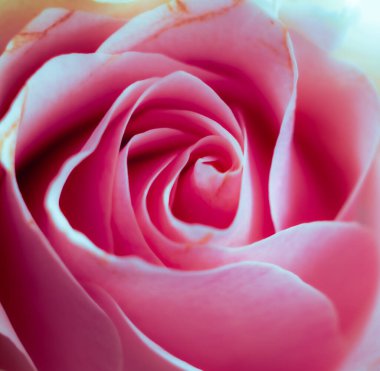 Gül çiçeğinin taç yaprakları yakın plan makro pembe