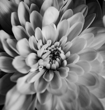 Çiçek yaprakları papatya, şakayık, kasımpatı yakın plan siyah beyaz makro.