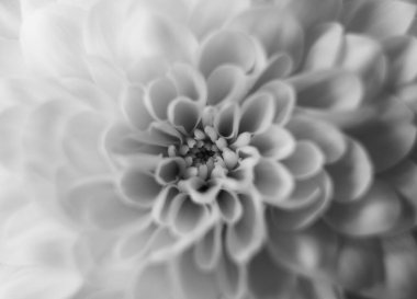 Çiçek yaprakları papatya, şakayık, kasımpatı yakın plan siyah beyaz makro.