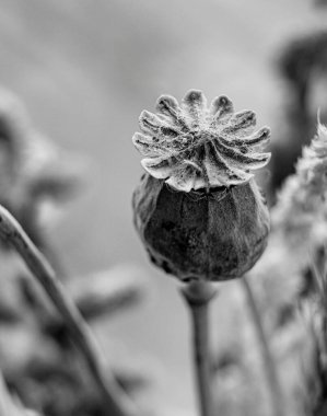 Poppy, tarafsız arkaplanda siyah beyazı kapat