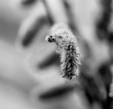 Tarafsız bir arkaplanda çiçek makro siyah beyazı kapat