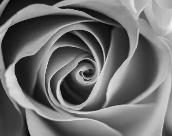 Gül yaprakları makro siyah beyazı kapatır